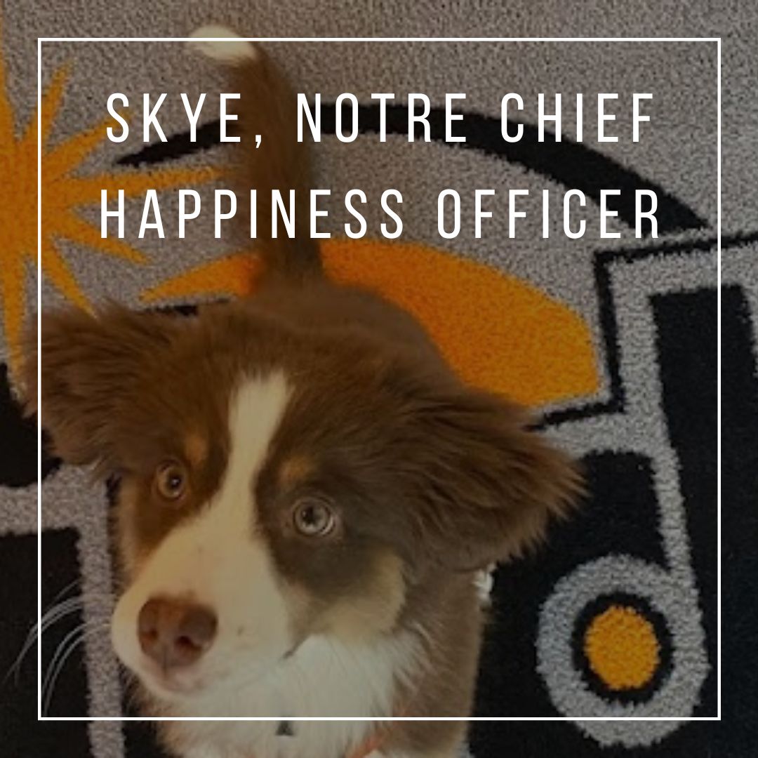 🐶 Skye, notre Chief Happiness Officer, toujours au poste !